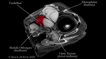 Free download Lizard brain anatomy 3D - Flying dragon (Draco volans) video and edit with RedcoolMedia movie maker MovieStudio video editor online and AudioStudio audio editor onlin