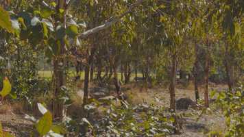 Free download Lizard Log video and edit with RedcoolMedia movie maker MovieStudio video editor online and AudioStudio audio editor onlin