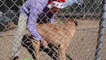 Free download Lockhart Animal Shelter Christmas visit video and edit with RedcoolMedia movie maker MovieStudio video editor online and AudioStudio audio editor onlin