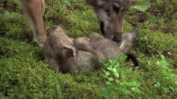 Free download LONE WOLF video and edit with RedcoolMedia movie maker MovieStudio video editor online and AudioStudio audio editor onlin