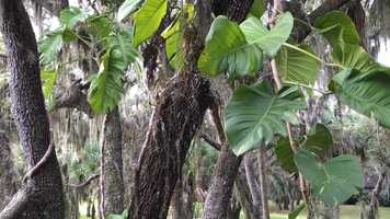 Free download Looking-Looking video and edit with RedcoolMedia movie maker MovieStudio video editor online and AudioStudio audio editor onlin