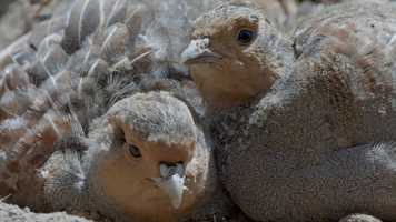 Free download Lost - Birds of the Countryside (Trailer) video and edit with RedcoolMedia movie maker MovieStudio video editor online and AudioStudio audio editor onlin