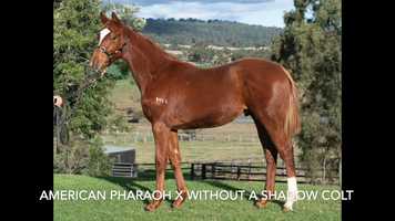 Free download LOT 103 American Pharaoh x Without A Shadow colt video and edit with RedcoolMedia movie maker MovieStudio video editor online and AudioStudio audio editor onlin