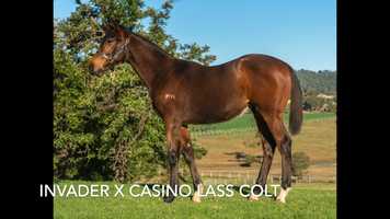 Free download LOT 144 Invader x Casino Lass colt video and edit with RedcoolMedia movie maker MovieStudio video editor online and AudioStudio audio editor onlin