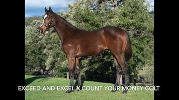 Free download LOT 174 Exceed and Excel x Count Your Money colt video and edit with RedcoolMedia movie maker MovieStudio video editor online and AudioStudio audio editor onlin