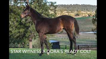 Free download LOT 188 Star Witness x Doras Ready colt video and edit with RedcoolMedia movie maker MovieStudio video editor online and AudioStudio audio editor onlin