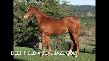 Free download LOT 21 Deep Field x Real Jazz colt video and edit with RedcoolMedia movie maker MovieStudio video editor online and AudioStudio audio editor onlin