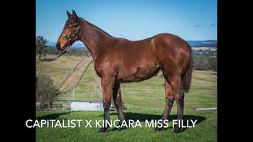 Free download LOT 257 Capitalist x Kincara Miss filly video and edit with RedcoolMedia movie maker MovieStudio video editor online and AudioStudio audio editor onlin