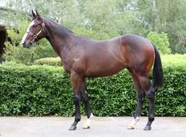 Free download Lot 342 - Written Tycoon x Palomita colt with Mick Huglin video and edit with RedcoolMedia movie maker MovieStudio video editor online and AudioStudio audio editor onlin