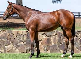 Free download Lot 371 - Pierro x Princess Youmzain filly video and edit with RedcoolMedia movie maker MovieStudio video editor online and AudioStudio audio editor onlin