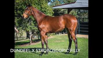 Free download LOT 64 Dundeel x Stroboscopic filly video and edit with RedcoolMedia movie maker MovieStudio video editor online and AudioStudio audio editor onlin