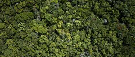 Free download LOTUS video and edit with RedcoolMedia movie maker MovieStudio video editor online and AudioStudio audio editor onlin