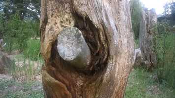 Free download Lotus Sutra Buddhist ART Garden in Parign lEvque created by Catherine  Alan Silva  Damien Collongeat video and edit with RedcoolMedia movie maker MovieStudio video editor online and AudioStudio audio editor onlin