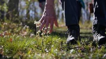 Free download Loudoun Wildlife Conservancy Banshee Reeks Wildflower Walk video and edit with RedcoolMedia movie maker MovieStudio video editor online and AudioStudio audio editor onlin