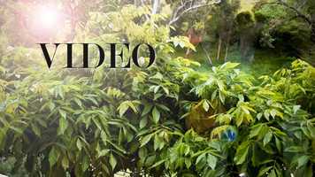 Free download Luca_Ford_Cinema video and edit with RedcoolMedia movie maker MovieStudio video editor online and AudioStudio audio editor onlin