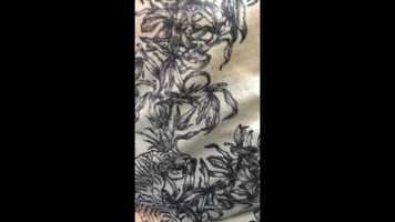 Free download Lucas says Hi video and edit with RedcoolMedia movie maker MovieStudio video editor online and AudioStudio audio editor onlin