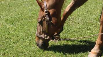 Free download Lucky (Direct Cinema) video and edit with RedcoolMedia movie maker MovieStudio video editor online and AudioStudio audio editor onlin