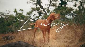 Free download Lucy: A Pet Story (2019) video and edit with RedcoolMedia movie maker MovieStudio video editor online and AudioStudio audio editor onlin