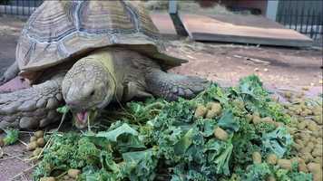 Free download Lunch Time with the Sulcata Tortoise | Wild Adventures Theme Park video and edit with RedcoolMedia movie maker MovieStudio video editor online and AudioStudio audio editor onlin