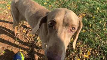 Free download MABELS Adoption Tale! video and edit with RedcoolMedia movie maker MovieStudio video editor online and AudioStudio audio editor onlin