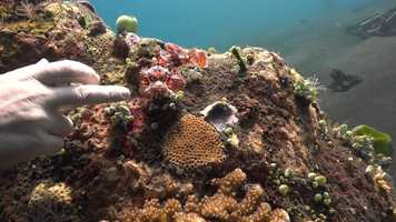 Free download Macro vs. Wide Angle video and edit with RedcoolMedia movie maker MovieStudio video editor online and AudioStudio audio editor onlin