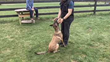 Free download Made for Action Seven 4.5.20 Heeling/Retrieve video and edit with RedcoolMedia movie maker MovieStudio video editor online and AudioStudio audio editor onlin