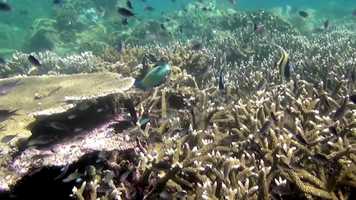 Free download MagicalReef_Trailer_V101 video and edit with RedcoolMedia movie maker MovieStudio video editor online and AudioStudio audio editor onlin