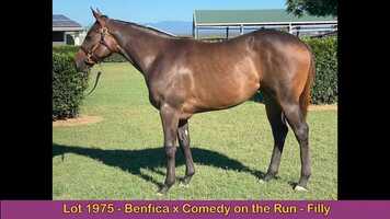Free download Magic Millions 2021 National Yearling Sale - Lot 1975 - Benfica x Comedy On The Run video and edit with RedcoolMedia movie maker MovieStudio video editor online and AudioStudio audio editor onlin