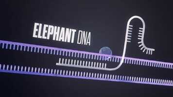 Free download MAMMOTH DNA video and edit with RedcoolMedia movie maker MovieStudio video editor online and AudioStudio audio editor onlin