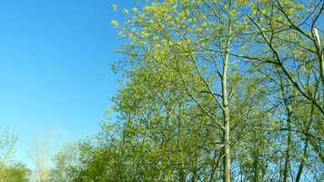 Free download Many birds singing in a little forest video and edit with RedcoolMedia movie maker MovieStudio video editor online and AudioStudio audio editor onlin