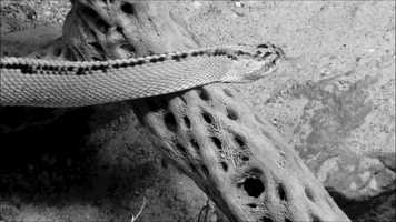 Free download Marcello Di Lorenzo - Blec Nando (Official Video) video and edit with RedcoolMedia movie maker MovieStudio video editor online and AudioStudio audio editor onlin