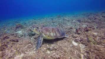 Free download Marcello Di Lorenzo - Calunnie (Official Video) video and edit with RedcoolMedia movie maker MovieStudio video editor online and AudioStudio audio editor onlin