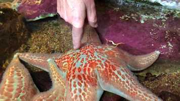 Free download Marine Invertebrate Intro video and edit with RedcoolMedia movie maker MovieStudio video editor online and AudioStudio audio editor onlin