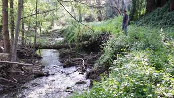 Free download Mark Groo a Tree (Creek Diversion Episode) video and edit with RedcoolMedia movie maker MovieStudio video editor online and AudioStudio audio editor onlin