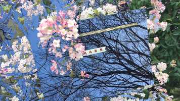 Free download Marni Bag with cherry blossoms video and edit with RedcoolMedia movie maker MovieStudio video editor online and AudioStudio audio editor onlin