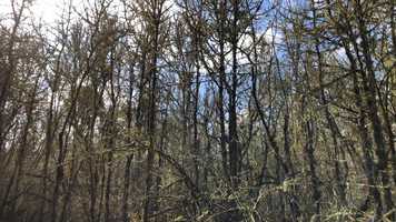 Free download Marsh Trees (no voice - geese sounds) video and edit with RedcoolMedia movie maker MovieStudio video editor online and AudioStudio audio editor onlin