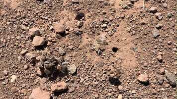 Free download Mating Balls at Mishe Mokwa Episode 2 video and edit with RedcoolMedia movie maker MovieStudio video editor online and AudioStudio audio editor onlin