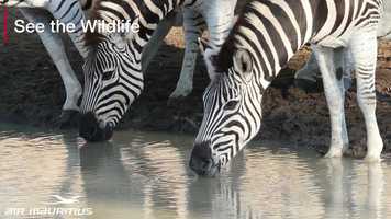 Free download Mauritius  Africa services African Music and Cultural Festival 2-hd video and edit with RedcoolMedia movie maker MovieStudio video editor online and AudioStudio audio editor onlin