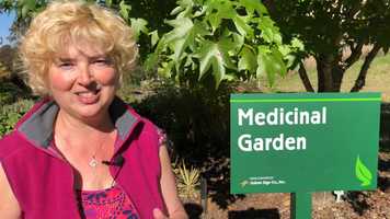 Free download Medicinal Plants video and edit with RedcoolMedia movie maker MovieStudio video editor online and AudioStudio audio editor onlin