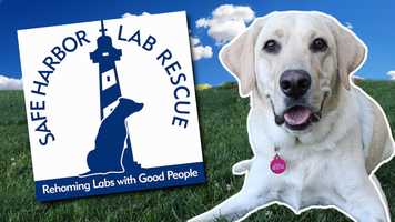 Free download Meet Safe Harbor Lab Rescue video and edit with RedcoolMedia movie maker MovieStudio video editor online and AudioStudio audio editor onlin