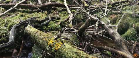 Free download Mellonella video and edit with RedcoolMedia movie maker MovieStudio video editor online and AudioStudio audio editor onlin