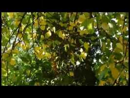 Free download Memory 1 video and edit with RedcoolMedia movie maker MovieStudio video editor online and AudioStudio audio editor onlin