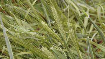 Free download MESOkine | Plant Based Growth Factors for Cell Cultured Meat video and edit with RedcoolMedia movie maker MovieStudio video editor online and AudioStudio audio editor onlin