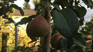 Free download Midsummer garden tour video and edit with RedcoolMedia movie maker MovieStudio video editor online and AudioStudio audio editor onlin