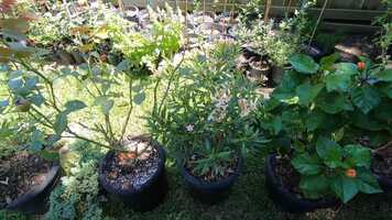 Free download Mikeals Nursery video and edit with RedcoolMedia movie maker MovieStudio video editor online and AudioStudio audio editor onlin