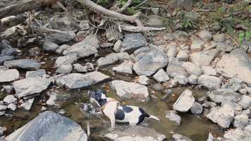 Free download miles with millie video and edit with RedcoolMedia movie maker MovieStudio video editor online and AudioStudio audio editor onlin