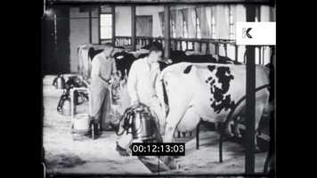 Free download Milking Cows, 1940s USA Farm, HD from 16mm video and edit with RedcoolMedia movie maker MovieStudio video editor online and AudioStudio audio editor onlin