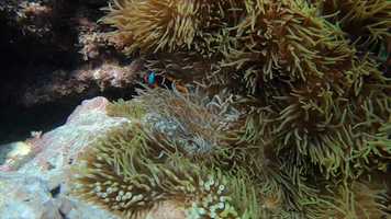 Free download Mindsettle Introduction video and edit with RedcoolMedia movie maker MovieStudio video editor online and AudioStudio audio editor onlin