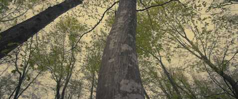 Free download Miracle video and edit with RedcoolMedia movie maker MovieStudio video editor online and AudioStudio audio editor onlin