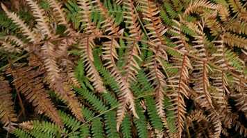 Free download Momchilovtsi - The village of many chapels video and edit with RedcoolMedia movie maker MovieStudio video editor online and AudioStudio audio editor onlin